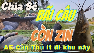 Câu Nhấp Câu Nhóng (Video 11) Câu Cá Lóc Cá Rô Cá Trê Cá Thác Lác / Share natural fishing techniques