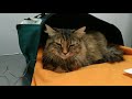 Анемия.Спасение кошки Как найти донора крови для животных