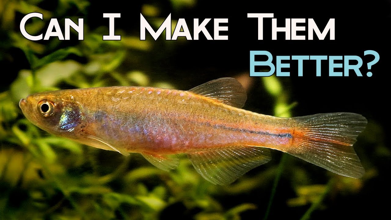 Эксперимент по разведению жемчужных данио - Эпизод 1.