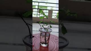 Anuhya's first experiment with mint plant after knowing about HYDROPONIC GARDENING....😄😄