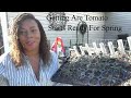 Growing Tomatoes Transplants For Success Up Potting Gardening 2022