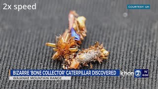Meet The Bone Collector A Newly Discovered Insect In Hawaiʻi