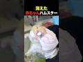 消えた赤ちゃんハムスター