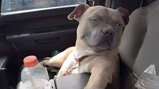 Dog Doing Funny Things -  Best of Funny Pets in January