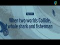 When Two Worlds Collide, Whale Shark and Fishermen