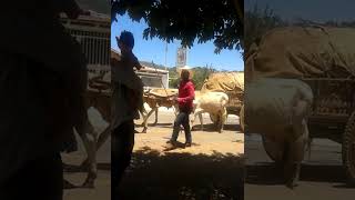 Em Anicuns Carreiro Matheus Pablo ,2017