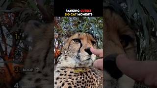 Ranking Cutest Big Cat Moments