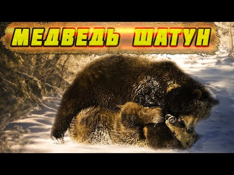 Видео: 🐻Медведь шатун. Охотники были в ШОКЕ, когда узнали, чем медведь питался.