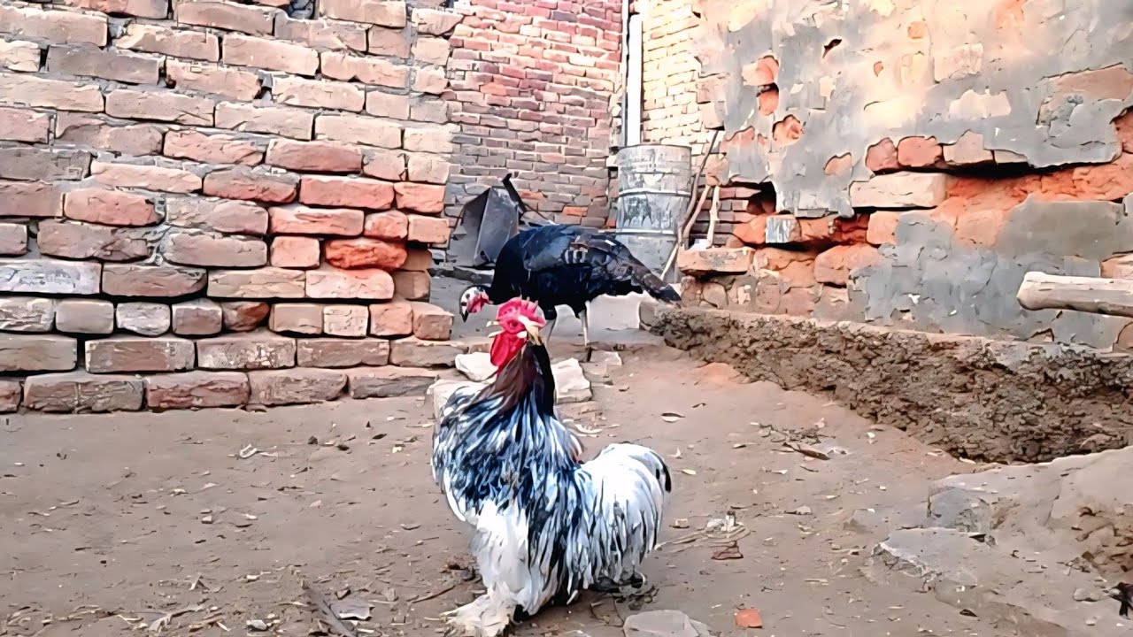 Fancy Rooster Crowing Sound with Turkey Bird 🐓🦃 