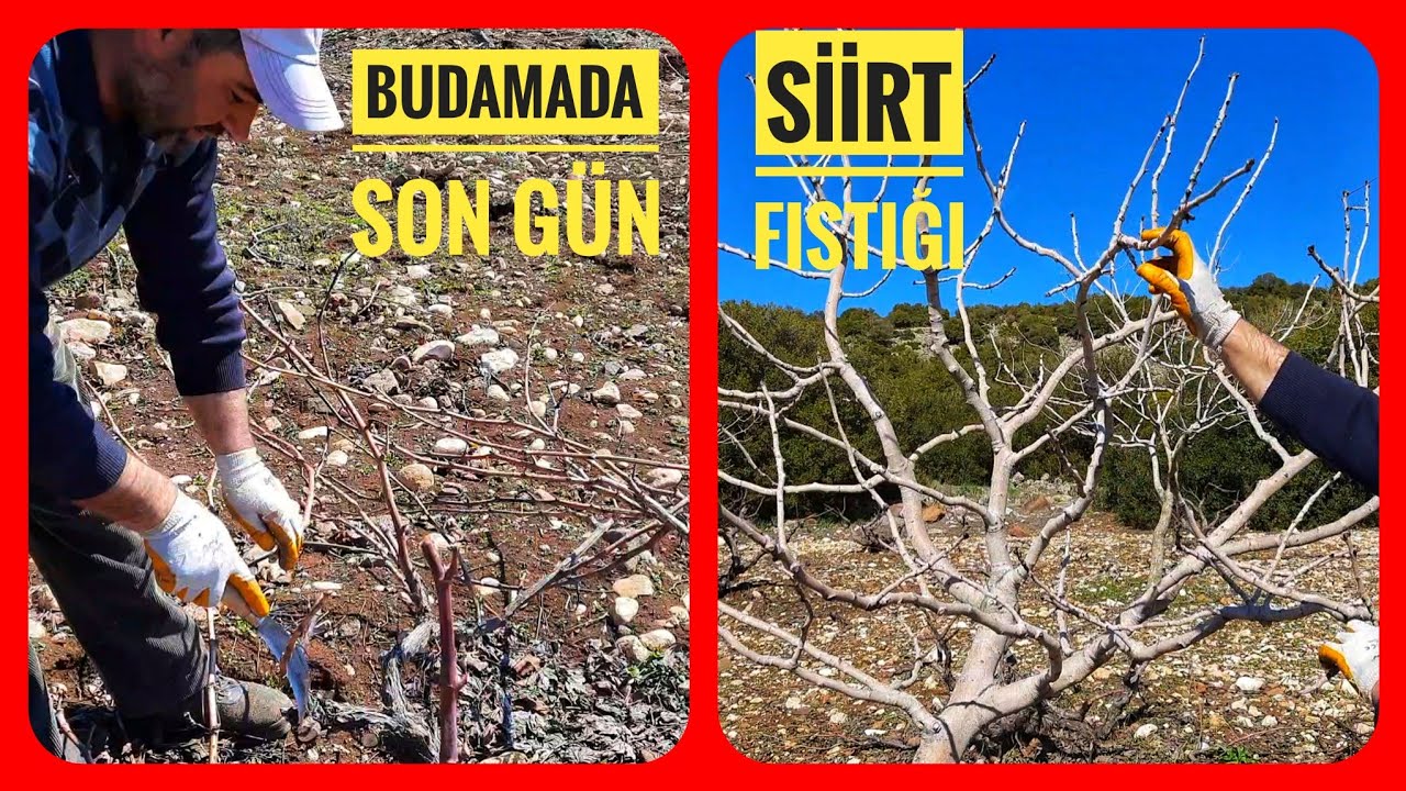 BUDAMADA SON GÜN,  SİİRT FISTIĞININ GÜZELLİKLERİ.