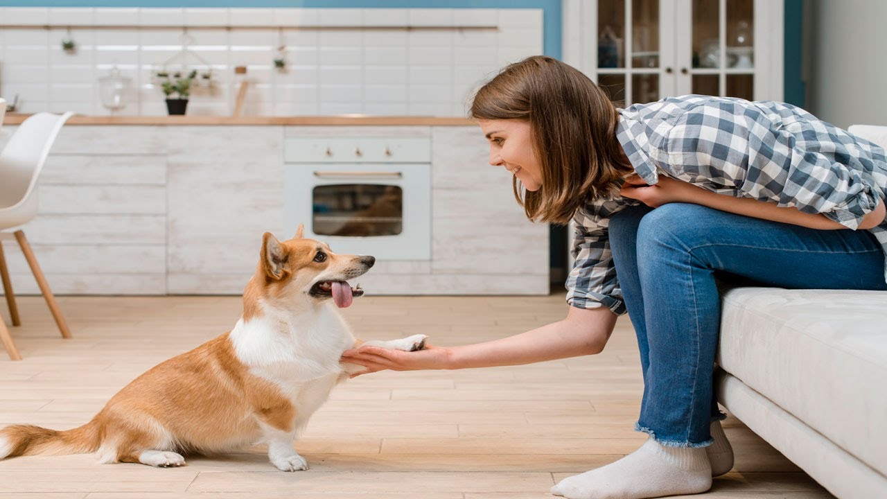 Dog Training of Speak Command | How To Train Your Dog | Speak ( Barking