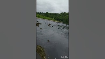 الشيخ صلاح البدير من سورة النمل