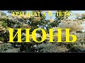 Три шага в лето. Июнь.