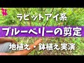 【ラビットアイ】ブルーベリー収穫後の剪定をプロが実演解説(地植え・鉢植え)