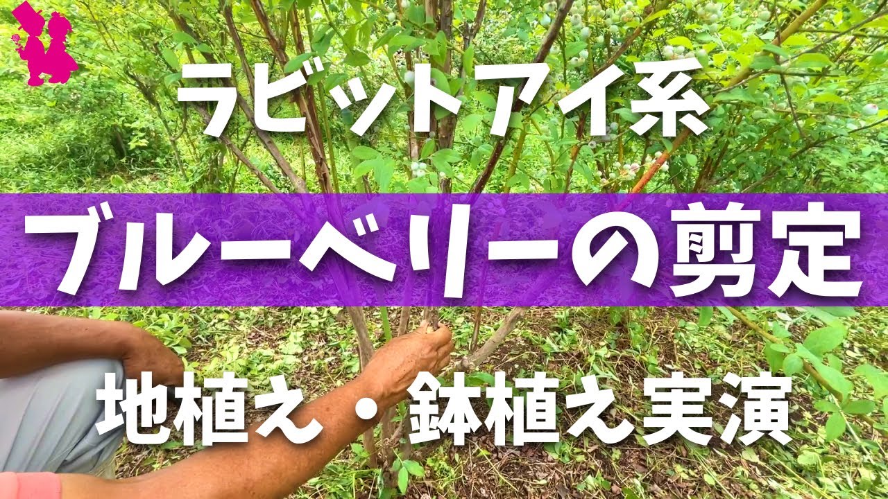ラビットアイ ブルーベリー収穫後の剪定をプロが実演解説 地植え 鉢植え Youtube