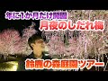 【ガーデンツアー】1年に1か月しか開園しない幻のガーデン！月夜としだれ梅の幻想的な世界をご堪能ください【鈴鹿の森庭園】