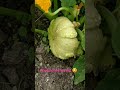 fantastic #allotment #harvest #shorts #homsteading #selfsufficiency