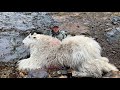 My Most Difficult Goat Retrieval Yet | 2021 Mountain Goat Hunt