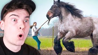 World's Largest Creatures!