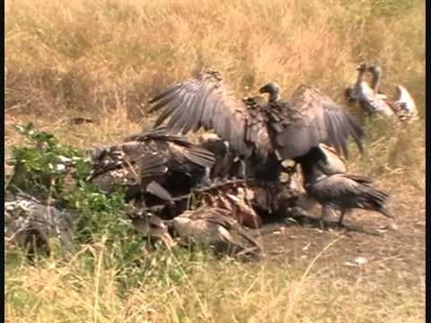 African White backed Vulture 