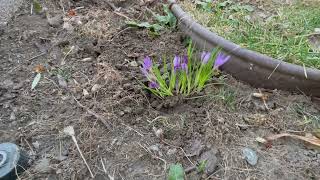 Vine primavara oare? Mi-au iesit in gradina ghioceii, narcisele, brandusele, lalele...Va place?