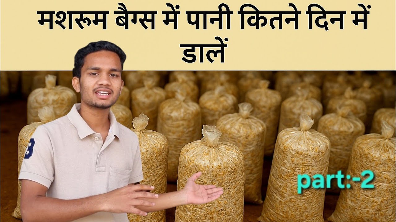 Part 2  मशरूम बैग्स में पानी कब डालें 