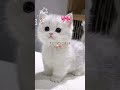 #beautyinspiration #cute #everydaymakeupforblackwomen #penguin #snow #beginnerfriendlymakeupforblack