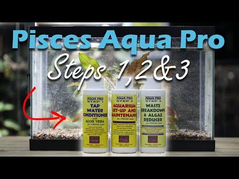 Tropical Fish Aquariums Guide for Beginners