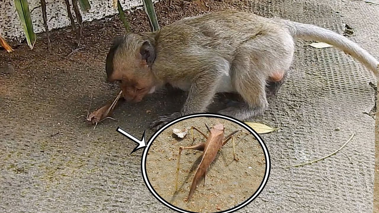 Sweetie baby Emily trying to smell unknown insect without scaring- Emily always explores around