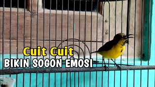 Suara Panggilan Sogon dijamin langsung bikin Semua Sogon Nyaut❗LANGSUNG GACOR !!