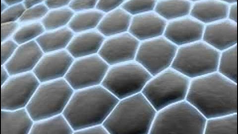 Cadherins Animation3