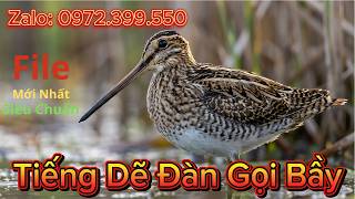 Tiếng Chim Rẽ Giun Siêu Chuẩn 🔊🐦 | Tiếng Dẽ Đàn Gọi Bầy Mới Nhất