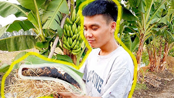 CÁ LÓC NƯỚNG LÁ CHUỐI | TẬP 5 ANBI TRI VLOG