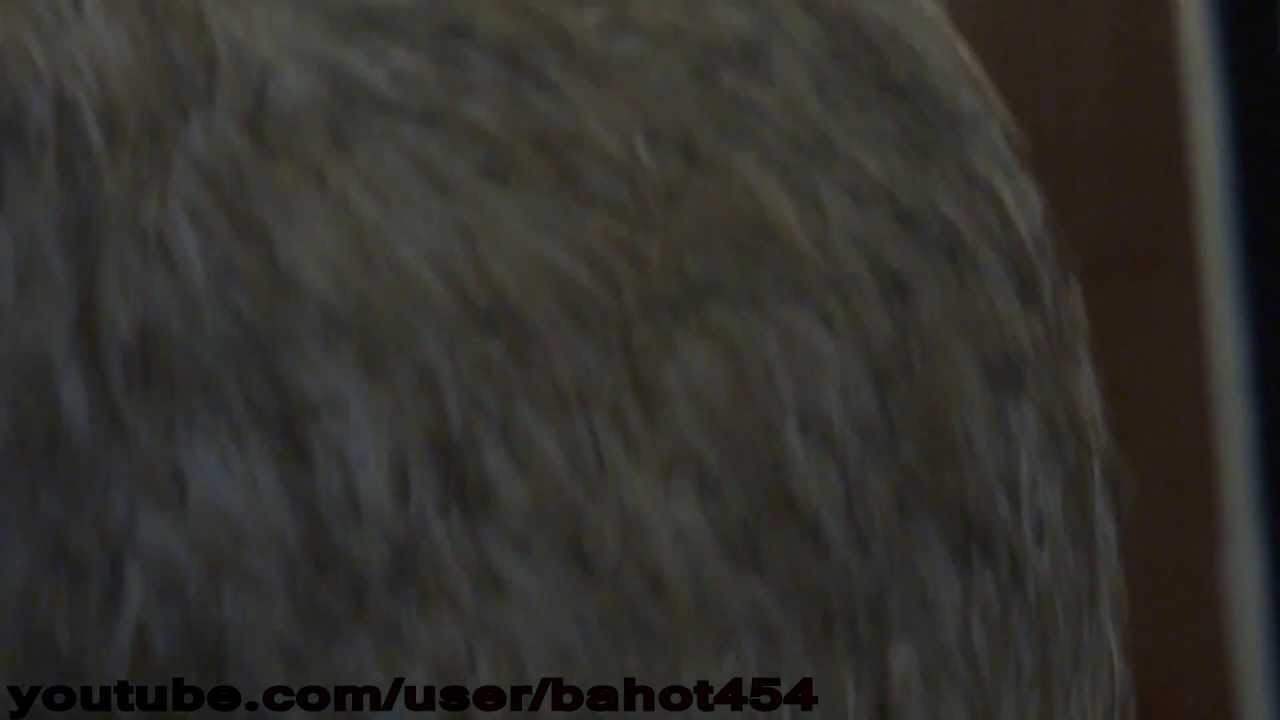 Tall Moa Bird of New Zealand