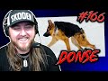 Dog  honse  donse  goons 166