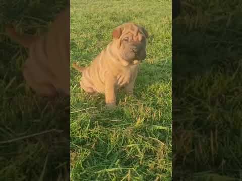Sharpei puppy boy. Щенок шарпея мальчик