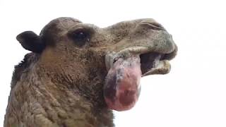 ⁣جمل مزبد يخرج لاهاته و يهدر بصوت مخيف! amazing camel dulla