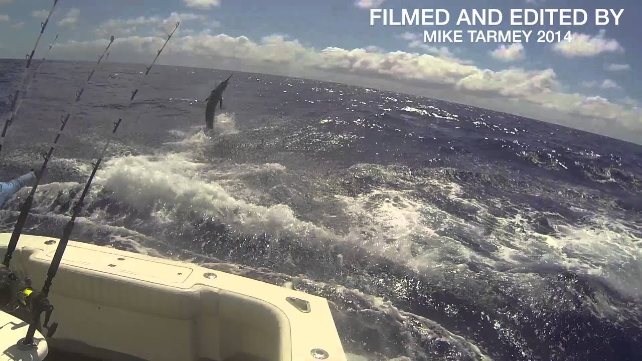 Marlin Jumps In Boat YouTube