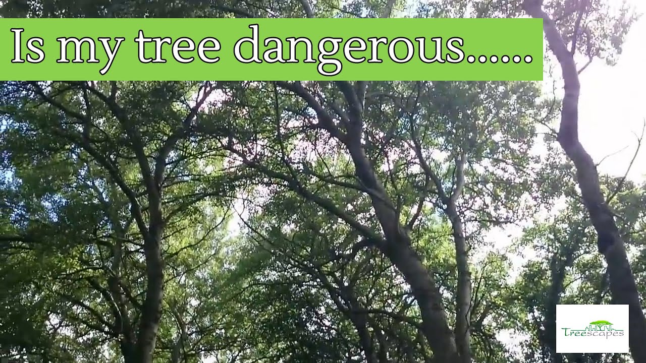 How To Know If A Tree Is Dangerous - Dangerous Trees Video - YouTube