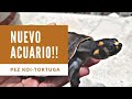 NUEVO ACUARIO! para Koi y tortuga Taricaya🐠🐢|| La Vida Animal