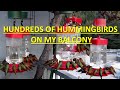 Hundreds Of Hummingbirds On My Balcony