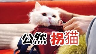 知名铲屎官信誓旦旦去拐猫不料反遭狡猾主人套路还被猫骗走玩具 李喜猫