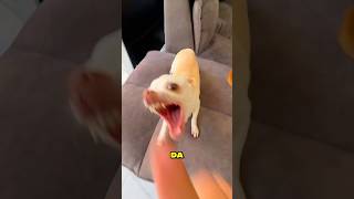 Chihuahua Neden Hep Sinirli?