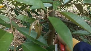 Cara Pruning ke-2 Durian Musangking dan Ochee #berkebun,#durianmusangking,#durianochee