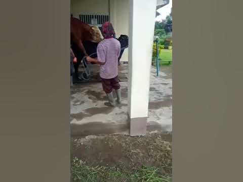 proses kawin alami sapi simetal dan angus#shorts - YouTube