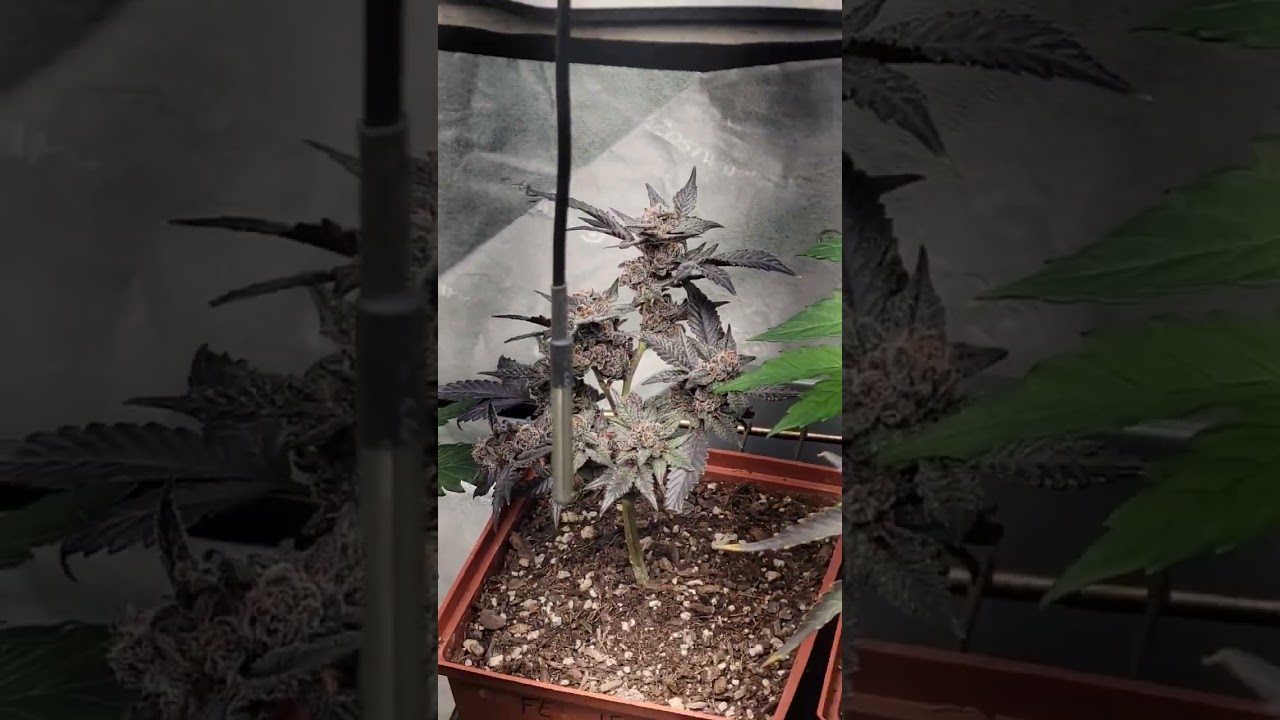 insane levels of PURPLE! 💥