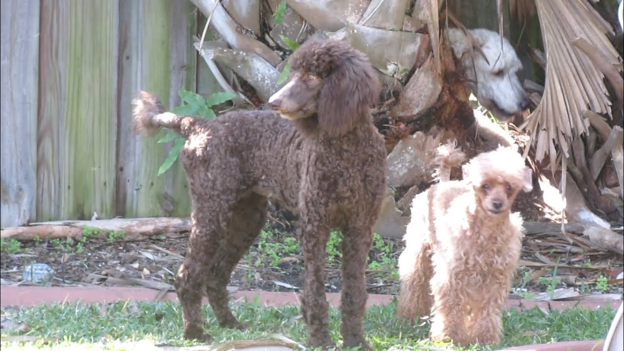Poodles On the Loose Marking Territory YouTube