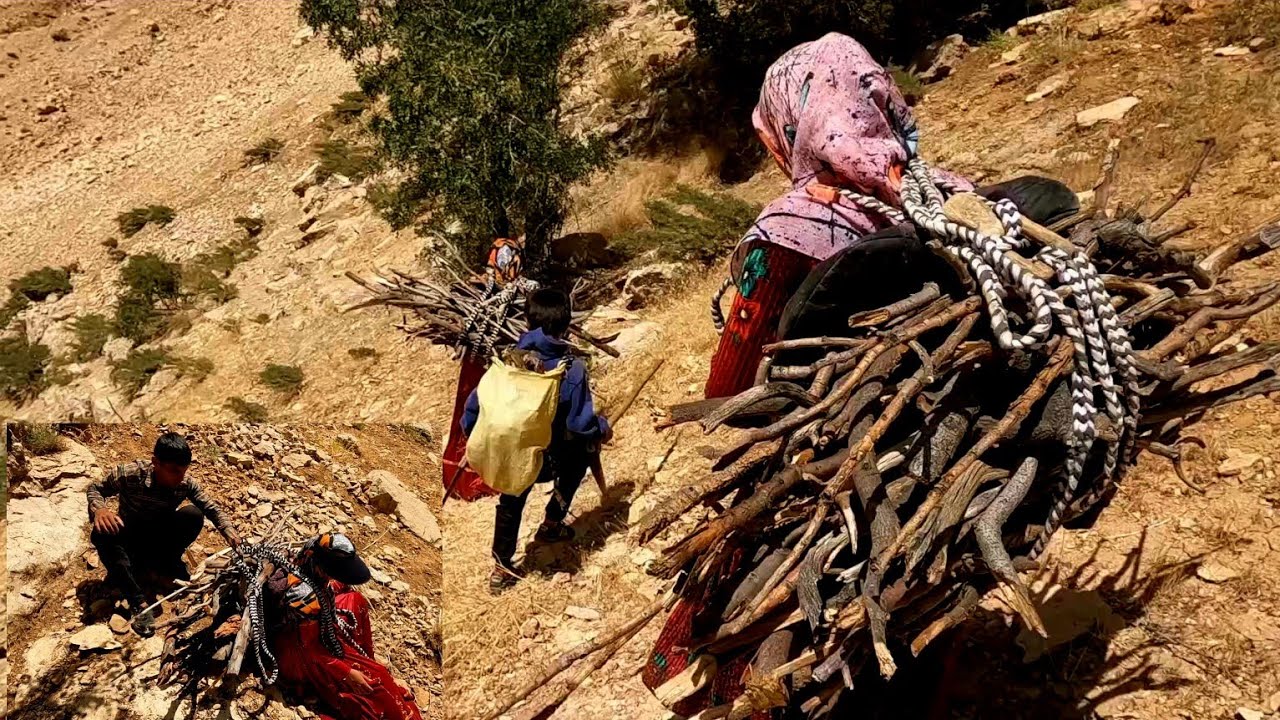 Collecting firewood for cooking by nomads: Nomadic life 2023 - YouTube