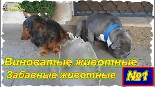 Забавные животные . Выпуск №1 . Виноватые животные и как им стыдно. ( Подборка 2018 года) Забавные животные . Выпуск №1 . Виноватые животные и как им стыдно. ( Подборка 2018 года)
