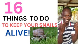 What to do to keep your snails alive! and thriving.